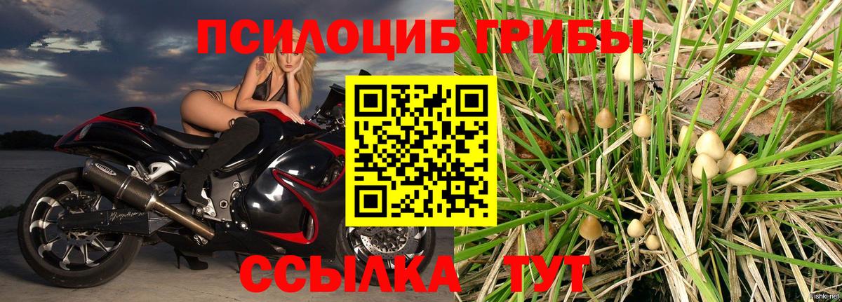 Псилоцибиновые грибы Cubensis Арсеньев